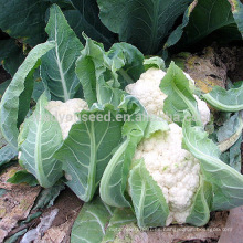 CF13 XJ no.3 semillas de coliflor blanca híbrida de 70 días f1, diferentes tipos de semillas de coliflor para siembra
